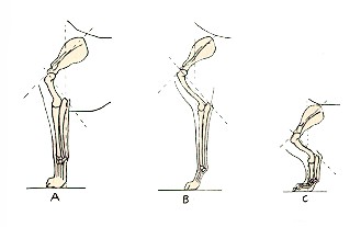 3fronts.jpg (10921 bytes)