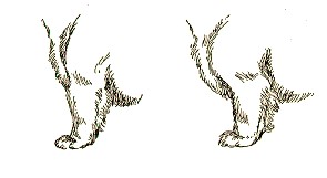 forelegs.jpg (10126 bytes)