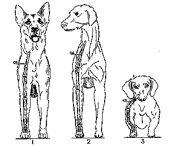 frontsdrawing.gif (5276 bytes)