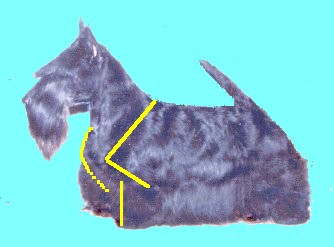 goodchest.jpg (18666 bytes)