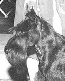 Goodmuzzle.jpg (7943 bytes)