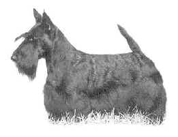 missbw2.jpg (23167 bytes)