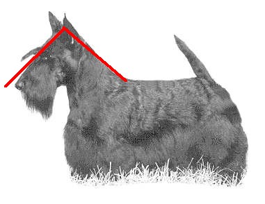 neckskullangle.jpg (24697 bytes)