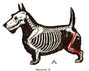 rearangulation.jpg (23857 bytes)