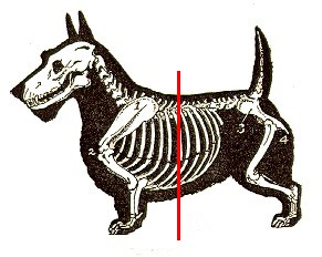 ribbedup.jpg (23441 bytes)